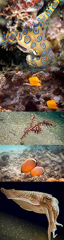 underwater-beauty-island-kalimantan-justgoindonesia-indonesia-travel-maratua-3