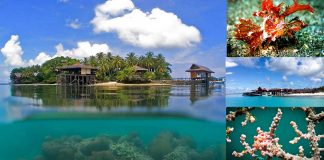 underwater-beauty-island-kalimantan-justgoindonesia-indonesia-travel-maratua