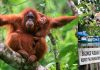 tanjung-puting-kalimantan-borneo-national-park-orangutan-banner