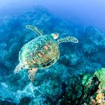 diving spot bali nusa penida island indonesia travel justgoindonesia turtle